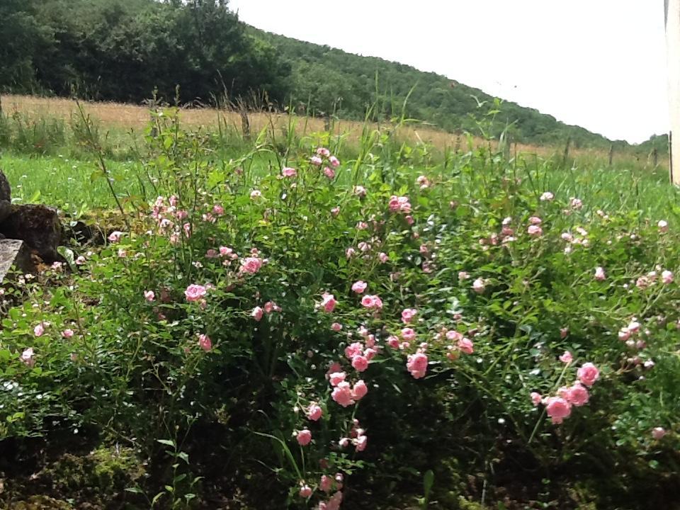 Bed and Breakfast Domaine La Rose Caylus Экстерьер фото